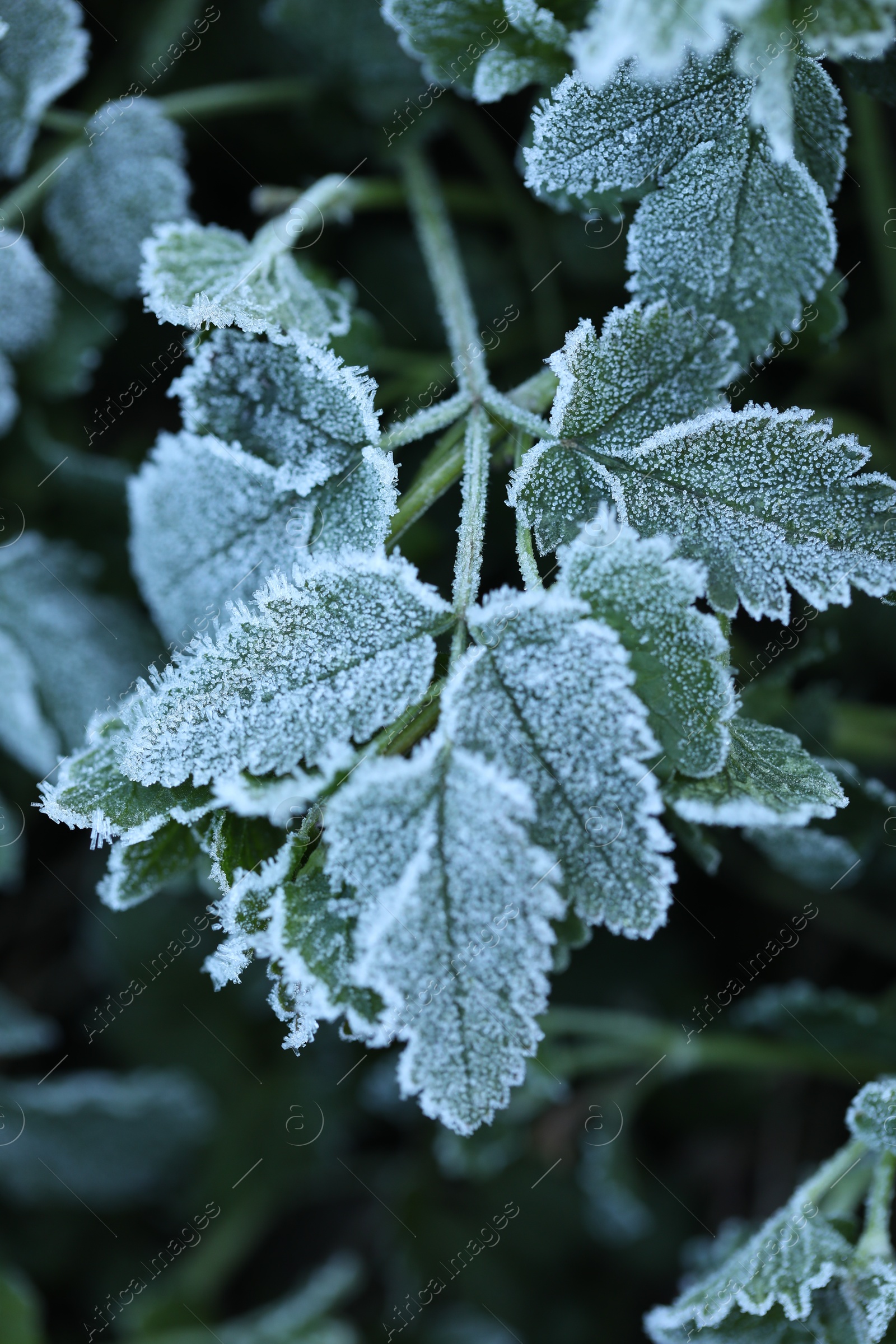 Green leaves covered with frost outdoors, closeup Photo of Green leaves covered with frost outdoors, closeup