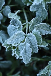Photo of Green leaves covered with frost outdoors, closeup