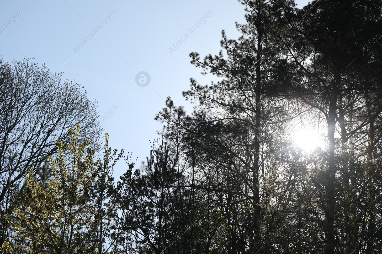 Many beautiful green trees outdoors on sunny day, low angle view Photo of Many beautiful green trees outdoors on sunny day, low angle view