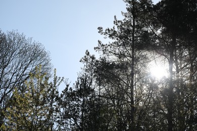 Photo of Many beautiful green trees outdoors on sunny day, low angle view