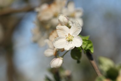 Photo of Beautiful blossoming plum tree with white flowers outdoors, closeup. Space for text