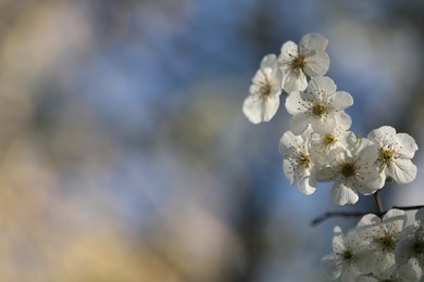 Photo of Beautiful blossoming plum tree with white flowers outdoors, closeup. Space for text