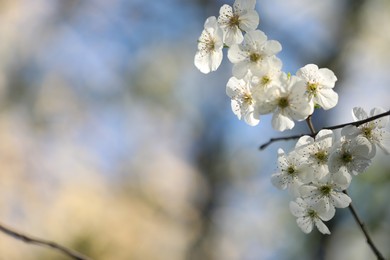 Photo of Beautiful blossoming plum tree with white flowers outdoors, closeup. Space for text
