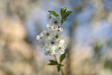 Photo of Beautiful blossoming plum tree with white flowers outdoors, closeup