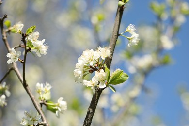 Photo of Beautiful blossoming plum tree with white flowers outdoors, closeup