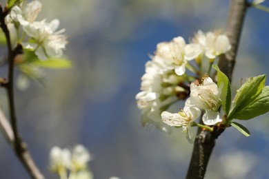 Photo of Beautiful blossoming plum tree with white flowers outdoors, closeup. Space for text