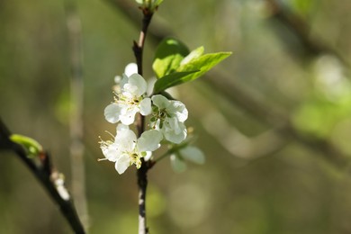Photo of Beautiful blossoming plum tree with white flowers outdoors, closeup. Space for text