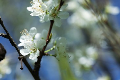 Photo of Beautiful blossoming plum tree with white flowers outdoors, closeup. Space for text