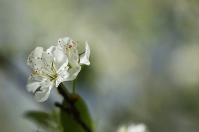 Photo of Beautiful blossoming plum tree with white flowers outdoors, closeup. Space for text