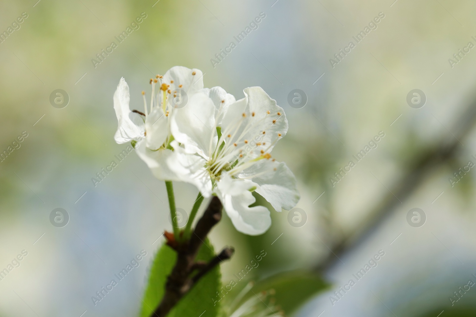 Beautiful blossoming plum tree with white flowers outdoors, closeup Photo of Beautiful blossoming plum tree with white flowers outdoors, closeup