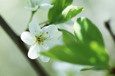 Photo of Beautiful blossoming plum tree with white flowers outdoors, closeup