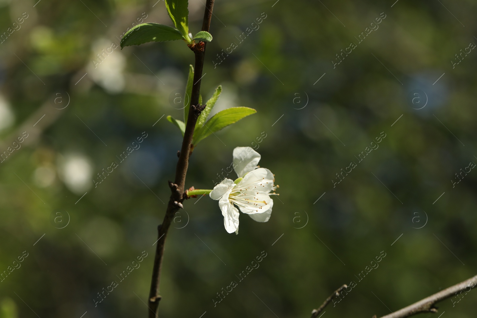 Beautiful blossoming plum tree with white flower outdoors, closeup. Space for text Photo of Beautiful blossoming plum tree with white flower outdoors, closeup. Space for text