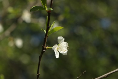 Photo of Beautiful blossoming plum tree with white flower outdoors, closeup. Space for text