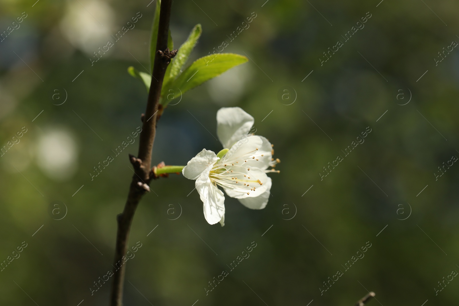 Beautiful blossoming plum tree with white flower outdoors, closeup. Space for text Photo of Beautiful blossoming plum tree with white flower outdoors, closeup. Space for text