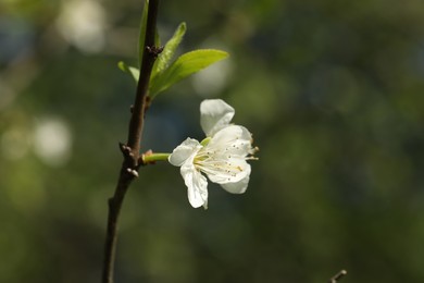 Photo of Beautiful blossoming plum tree with white flower outdoors, closeup. Space for text