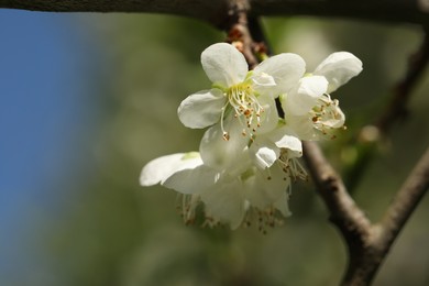 Photo of Beautiful blossoming plum tree with white flowers outdoors, closeup. Space for text