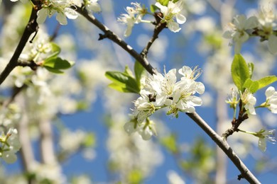 Photo of Beautiful blossoming plum tree with white flowers outdoors, closeup