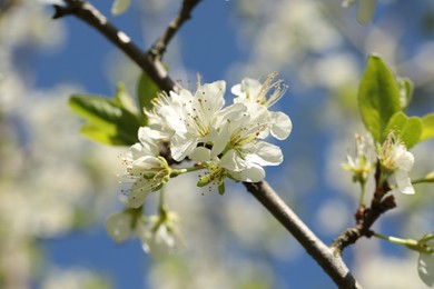 Photo of Beautiful blossoming plum tree with white flowers outdoors, closeup
