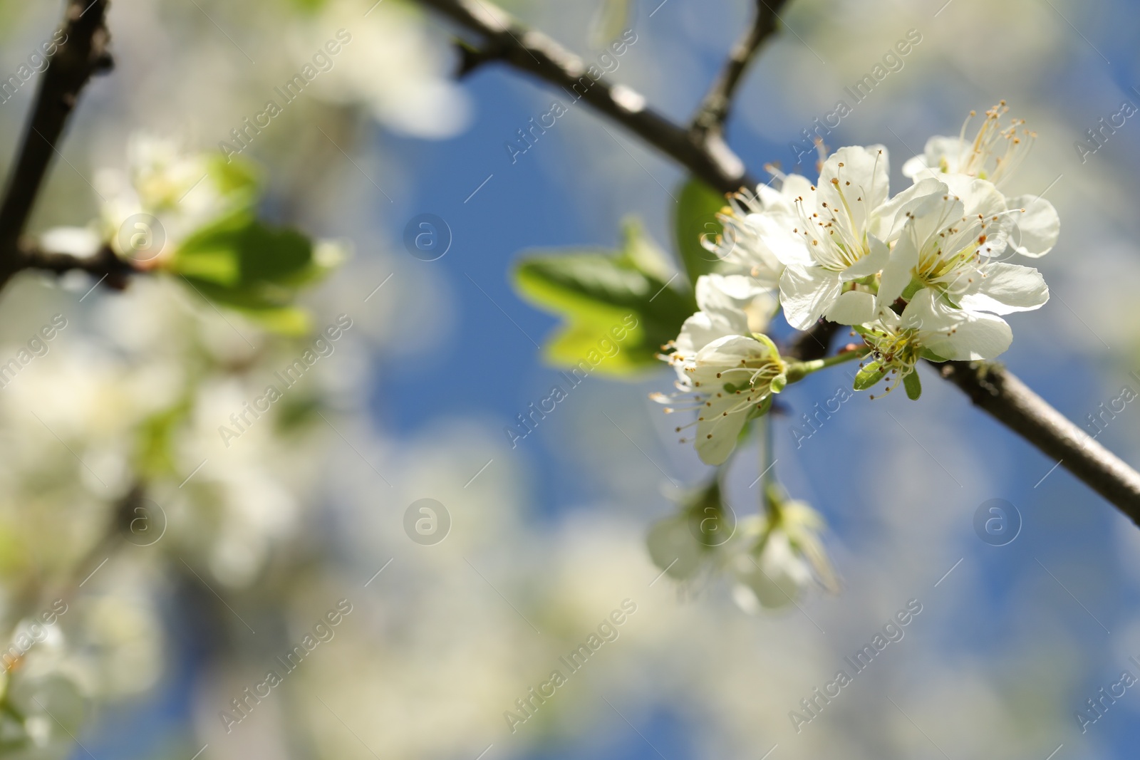 Beautiful blossoming plum tree with white flowers outdoors, closeup. Space for text Photo of Beautiful blossoming plum tree with white flowers outdoors, closeup. Space for text