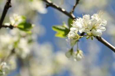 Photo of Beautiful blossoming plum tree with white flowers outdoors, closeup. Space for text