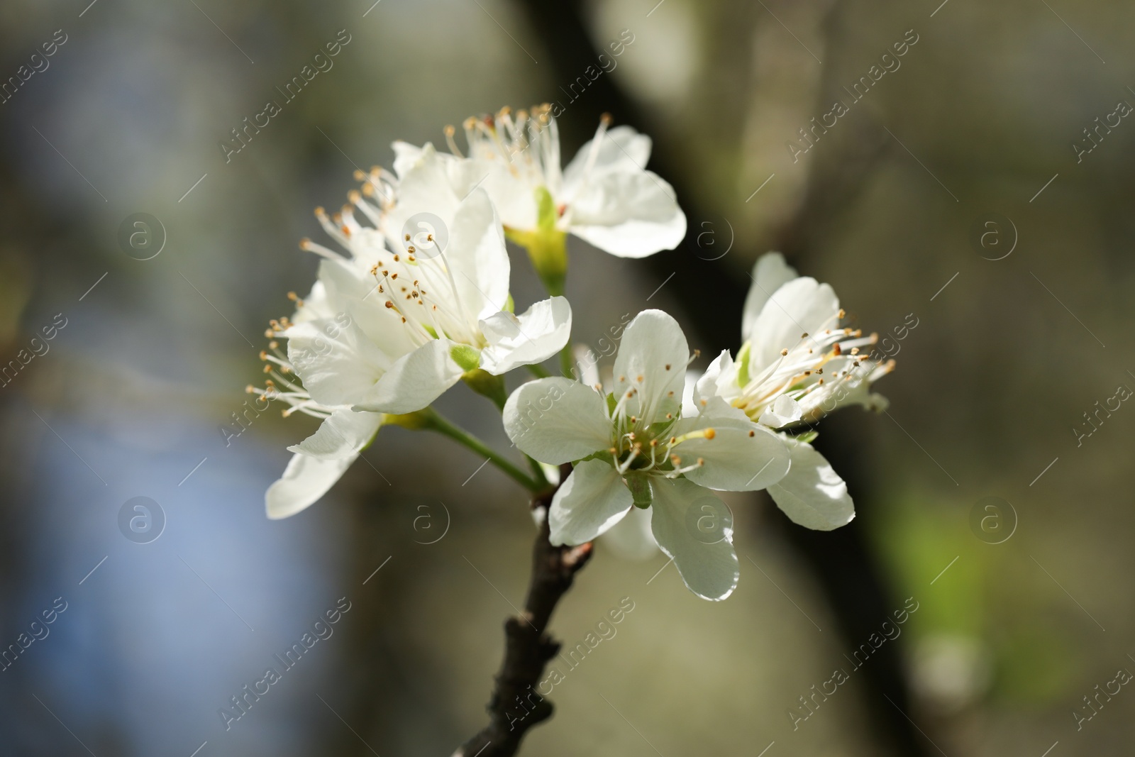 Photo of Beautiful blossoming plum tree with white flowers outdoors, closeup