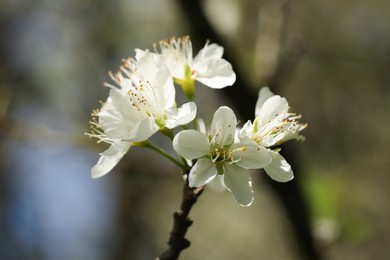 Photo of Beautiful blossoming plum tree with white flowers outdoors, closeup