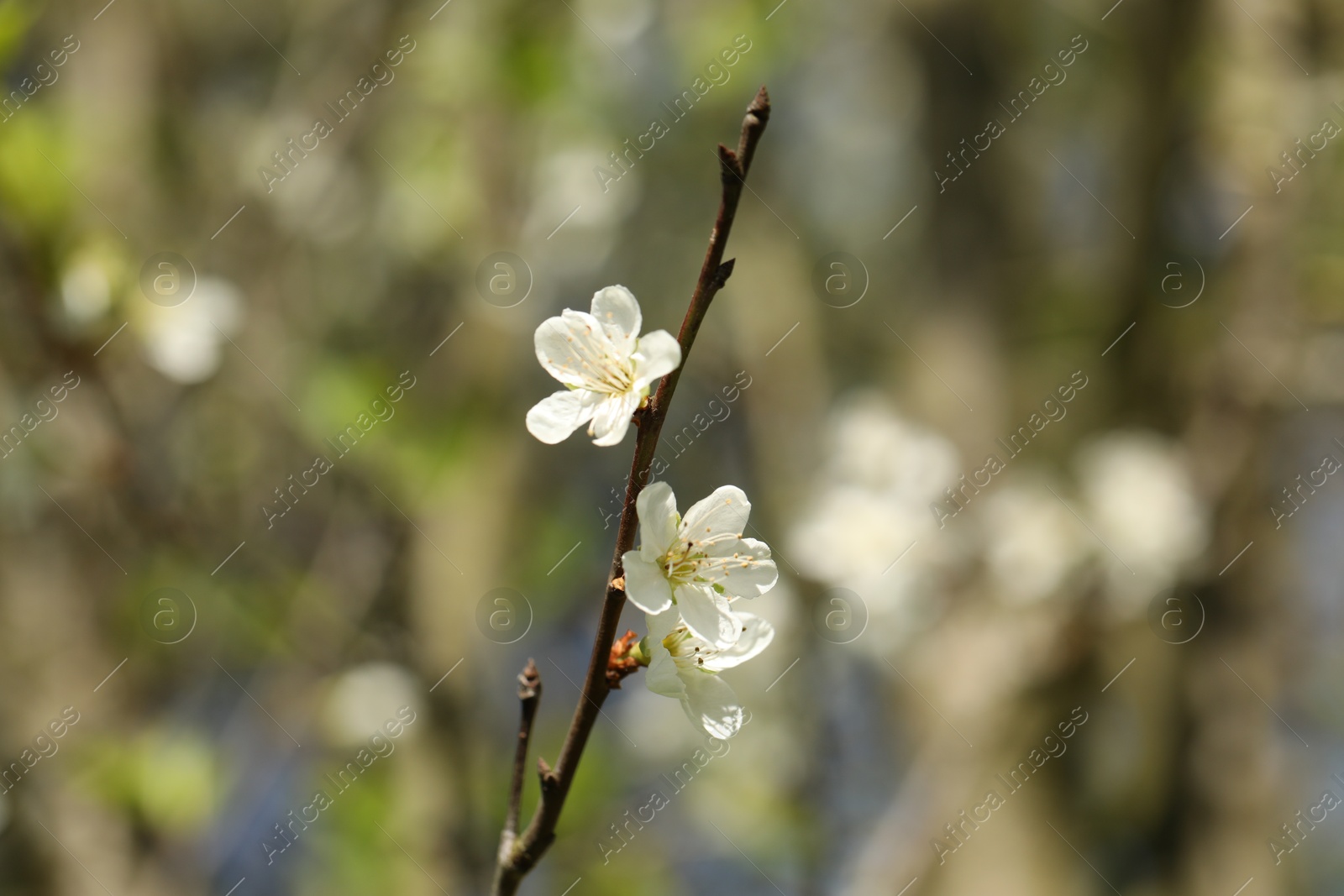Beautiful blossoming plum tree with white flowers outdoors, closeup Photo of Beautiful blossoming plum tree with white flowers outdoors, closeup