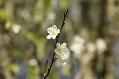 Photo of Beautiful blossoming plum tree with white flowers outdoors, closeup