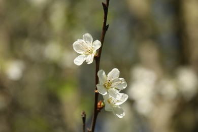 Photo of Beautiful blossoming plum tree with white flowers outdoors, closeup