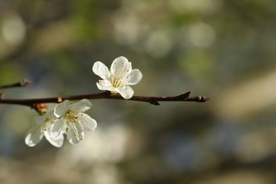 Photo of Beautiful blossoming plum tree with white flowers outdoors, closeup
