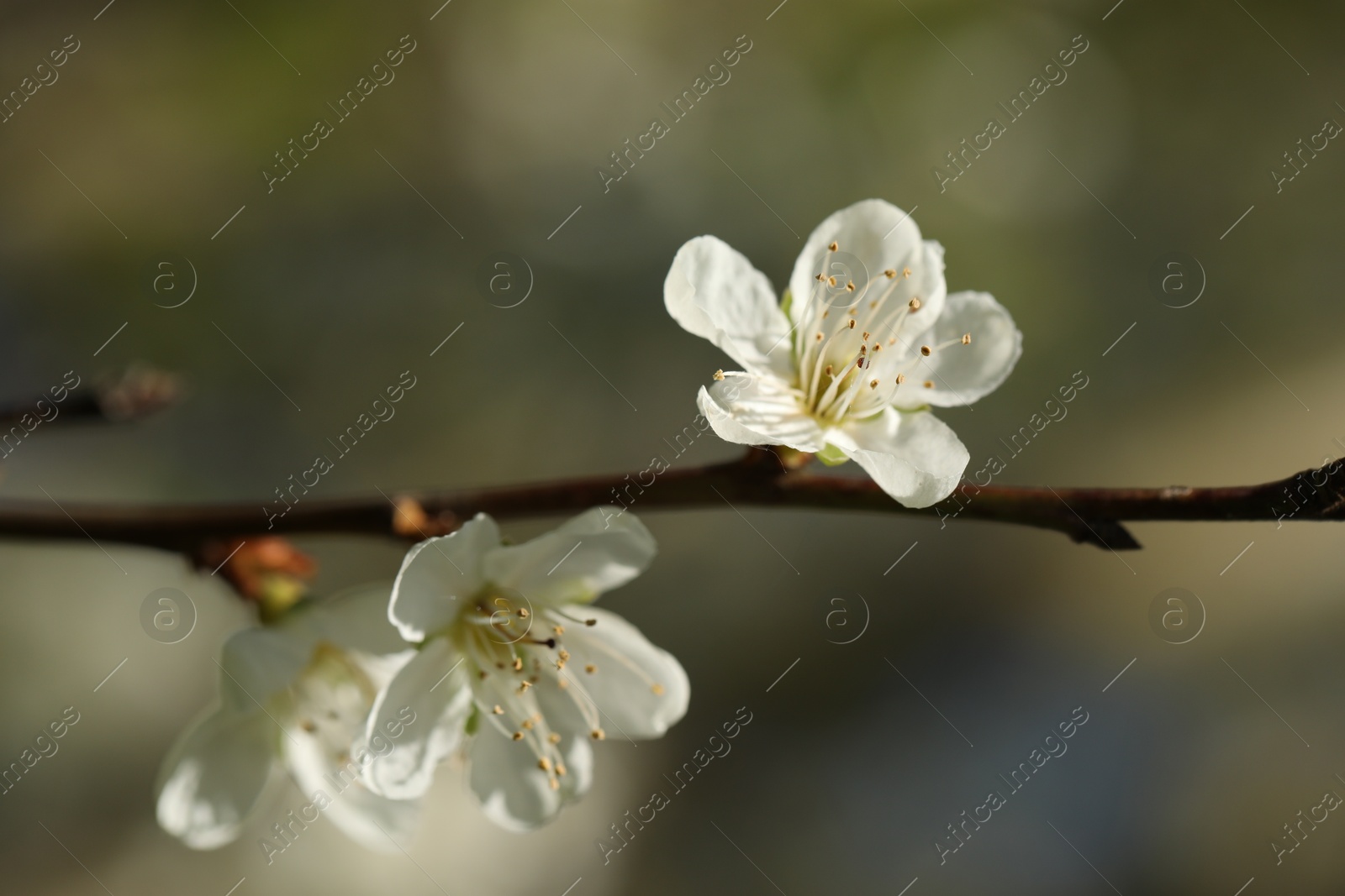 Beautiful blossoming plum tree with white flowers outdoors, closeup Photo of Beautiful blossoming plum tree with white flowers outdoors, closeup