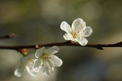 Photo of Beautiful blossoming plum tree with white flowers outdoors, closeup
