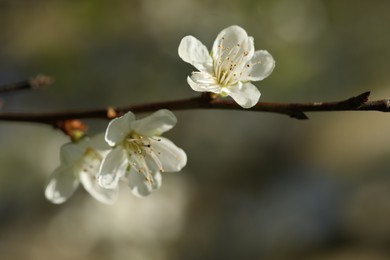 Photo of Beautiful blossoming plum tree with white flowers outdoors, closeup