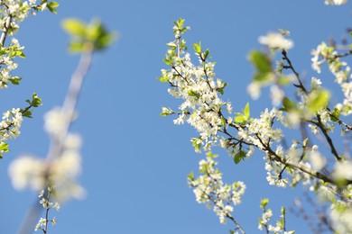 Photo of Beautiful blossoming plum tree with white flowers under blue sky, low angle view
