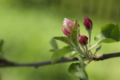 Photo of Beautiful blossoming apple tree with pink flowers outdoors, closeup. Space for text