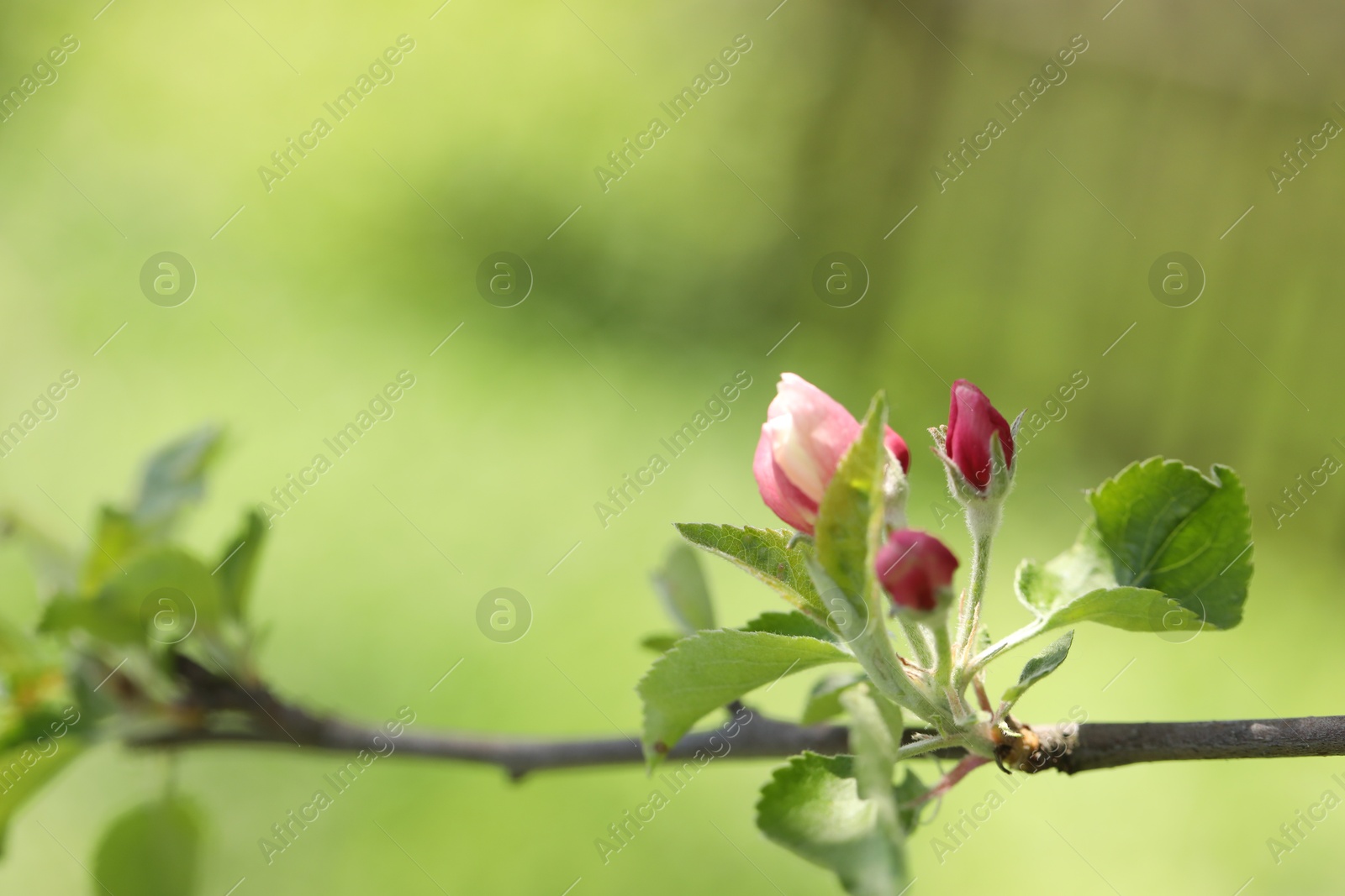 Beautiful blossoming apple tree with pink flowers outdoors, closeup. Space for text Photo of Beautiful blossoming apple tree with pink flowers outdoors, closeup. Space for text