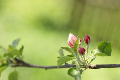 Photo of Beautiful blossoming apple tree with pink flowers outdoors, closeup. Space for text
