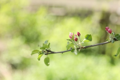 Photo of Beautiful blossoming apple tree with pink flowers outdoors, closeup