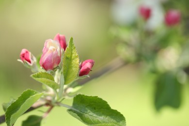 Photo of Beautiful blossoming apple tree with pink flowers outdoors, closeup. Space for text