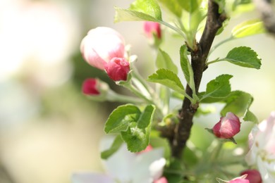 Photo of Beautiful blossoming apple tree with pink flowers outdoors, closeup. Space for text