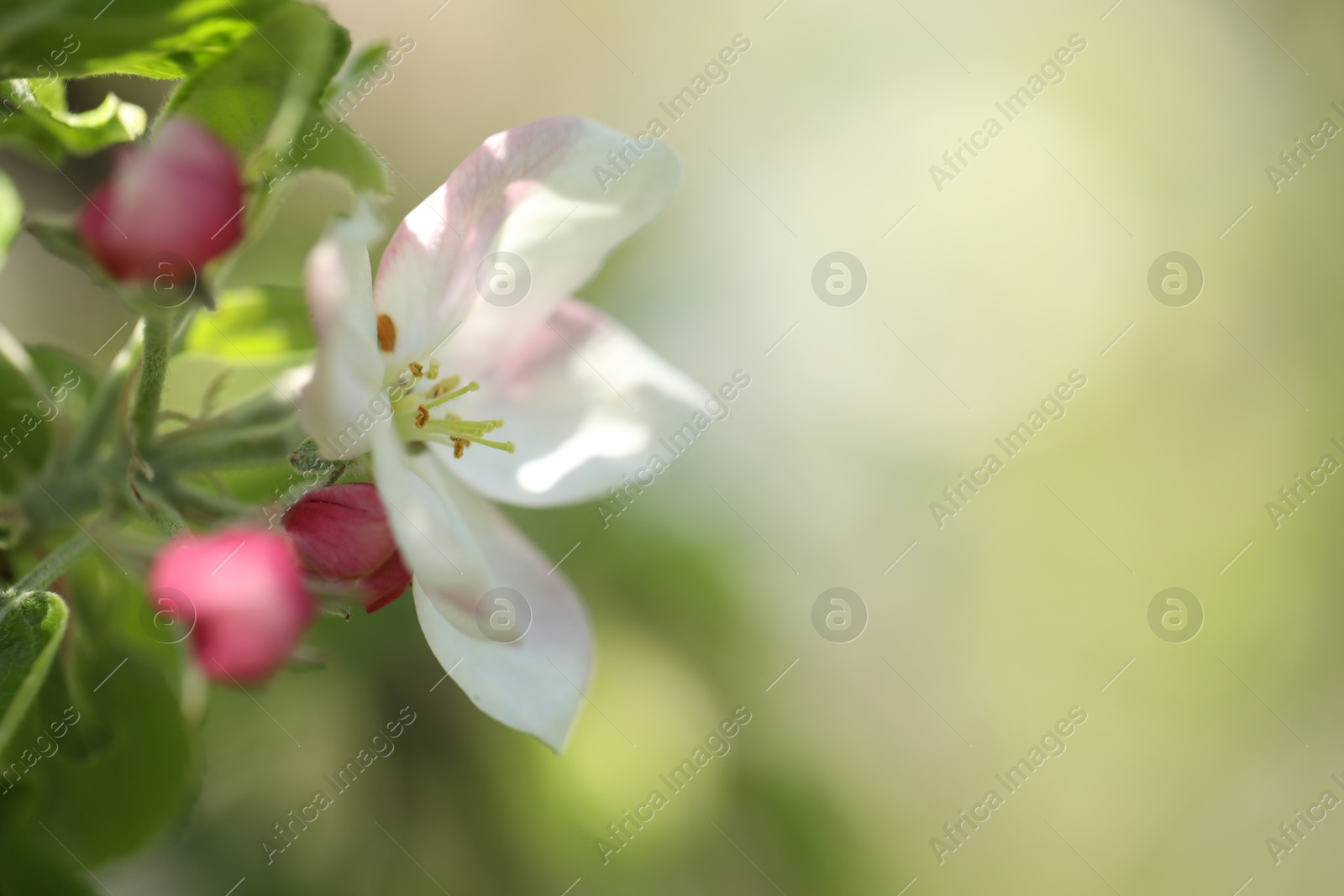 Beautiful blossoming apple tree with pink flowers outdoors, closeup. Space for text Photo of Beautiful blossoming apple tree with pink flowers outdoors, closeup. Space for text