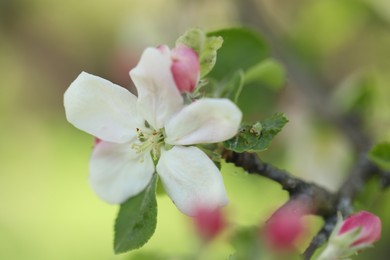 Photo of Beautiful blossoming apple tree with pink flowers outdoors, closeup