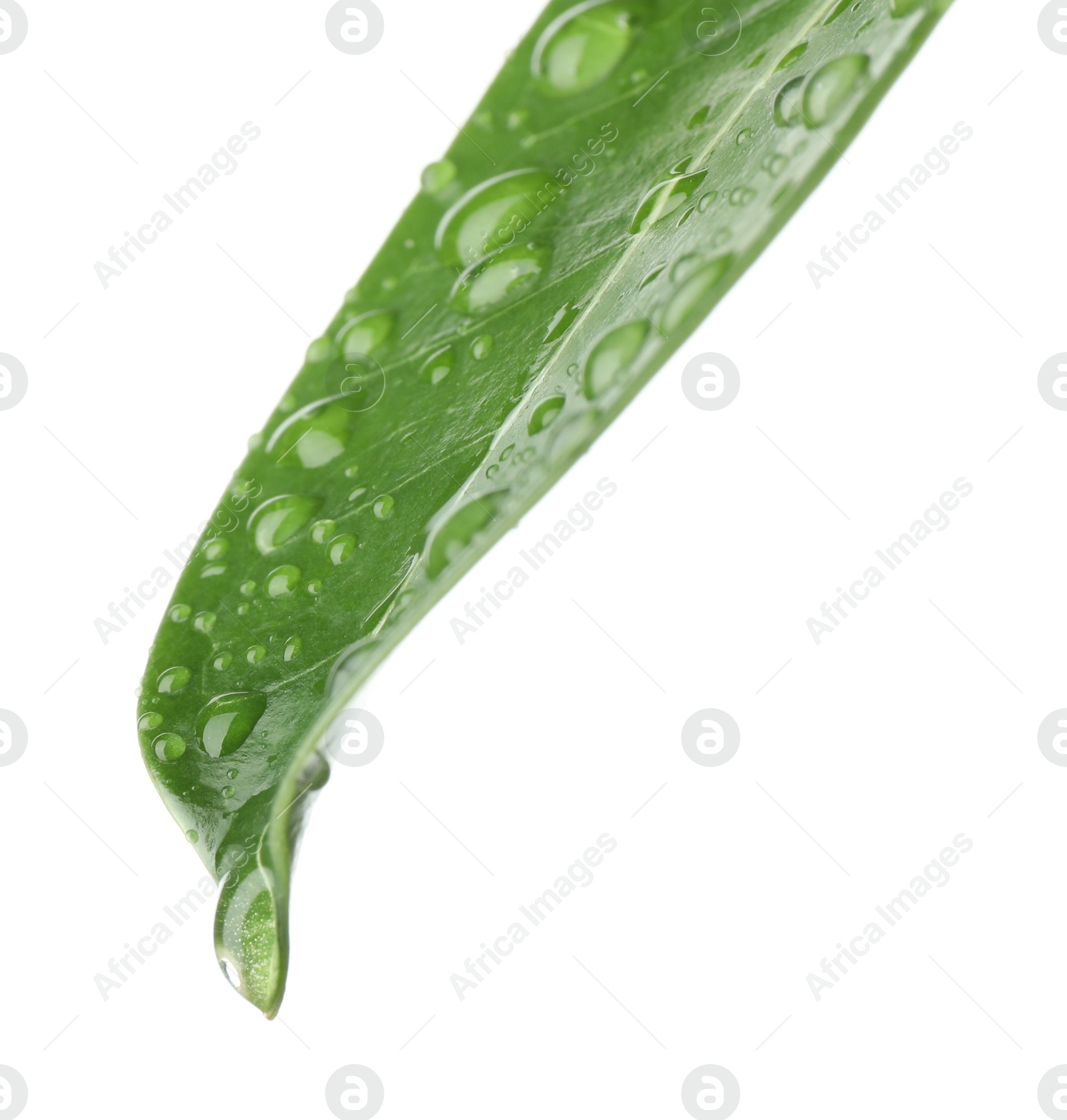 Green jasmine leaf with water drops isolated on white Photo of Green jasmine leaf with water drops isolated on white