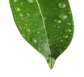 Photo of Green jasmine leaf with water drops isolated on white