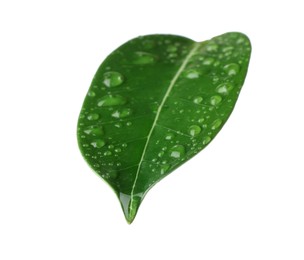 Photo of Green jasmine leaf with water drops isolated on white