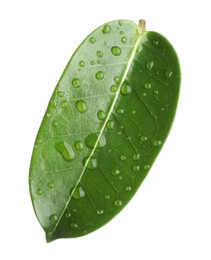 Photo of Green jasmine leaf with water drops isolated on white