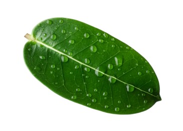 Photo of Green jasmine leaf with water drops isolated on white