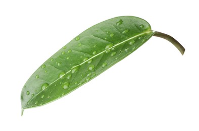 Photo of Green jasmine leaf with water drops isolated on white