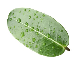 Photo of Green jasmine leaf with water drops isolated on white