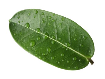 Photo of Green jasmine leaf with water drops isolated on white
